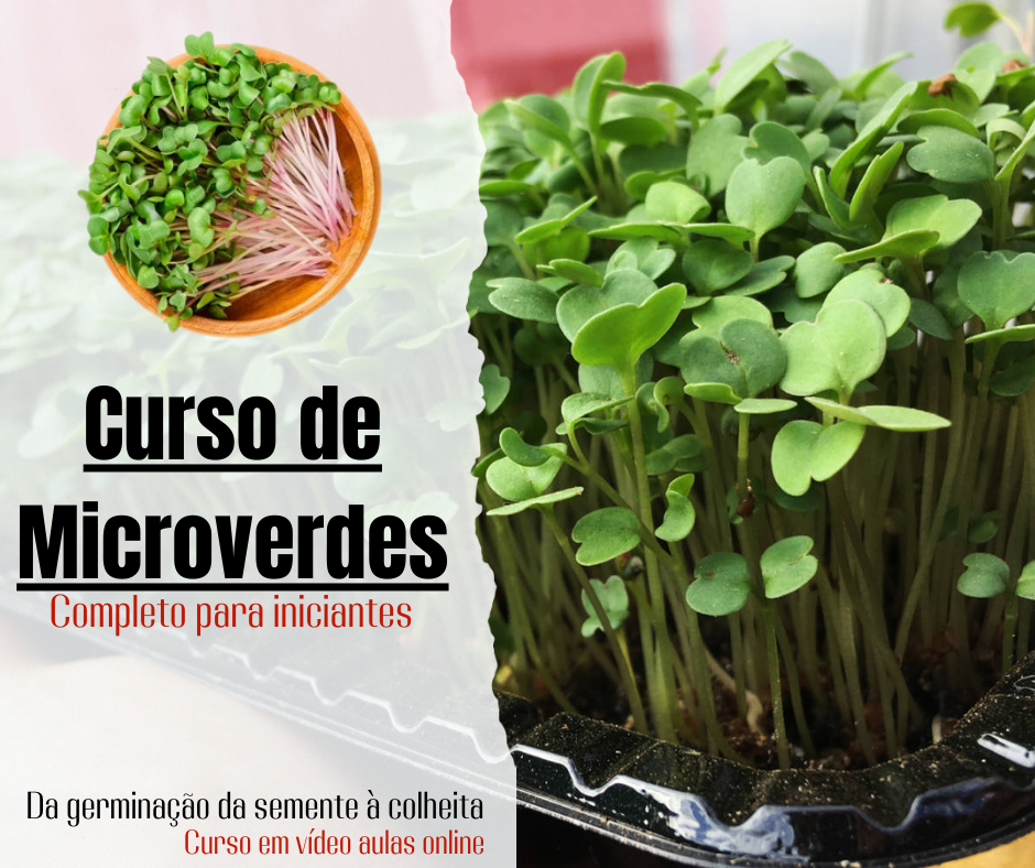 Imagem de Curso de Microverdes Bruno Palma 2