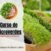 Imagem de Curso de Microverdes Bruno Palma