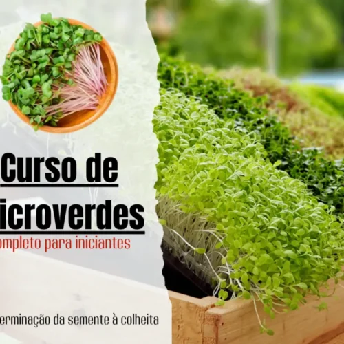 Imagem de Curso de Microverdes Bruno Palma