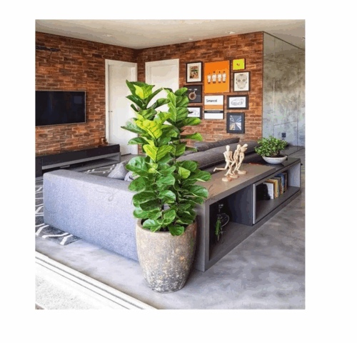 Planta Artificial Ficus Lyrata Grande Decoração